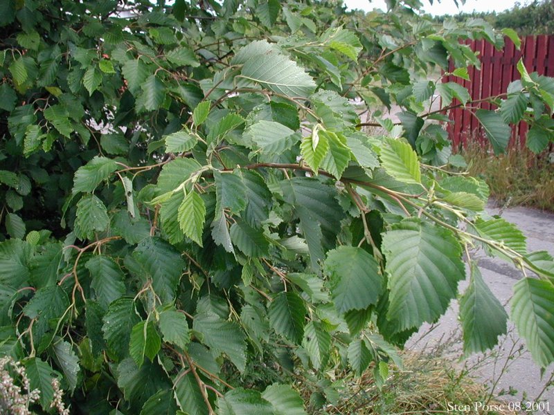 Alder fluffy How alder is used in medicine