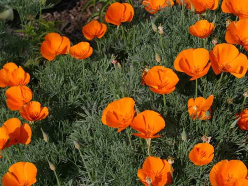 Growing escholzia Reproduction of escholzia