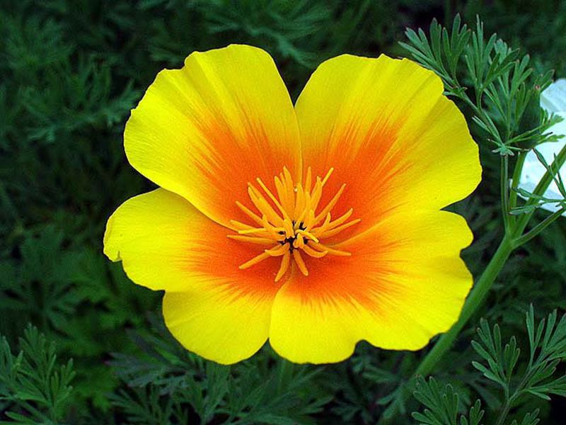 Blooming escholzia Eschsholzia, growing seedlings