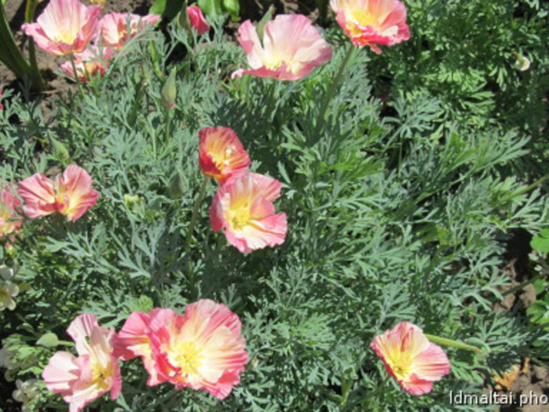 Escholzia variety How to plant an escholzia