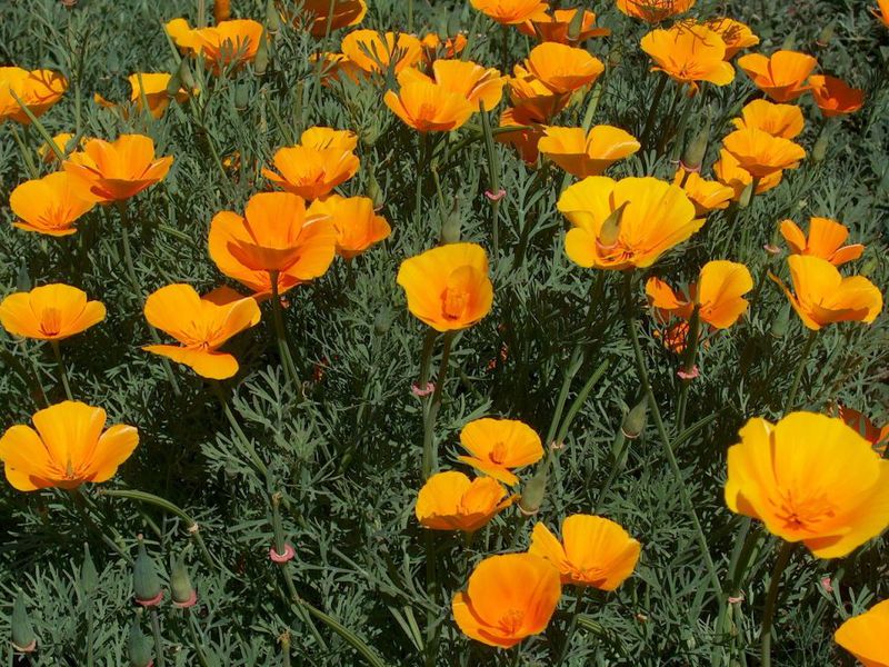 How to grow escholzia Growing a flower of escholzia