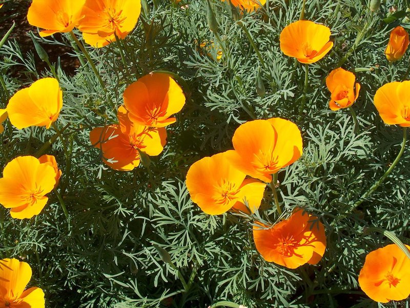 Growing escholzia Escholzia seeds