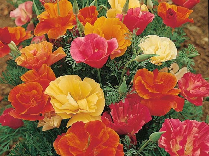 How to grow an escholzia flower Types of escholzia