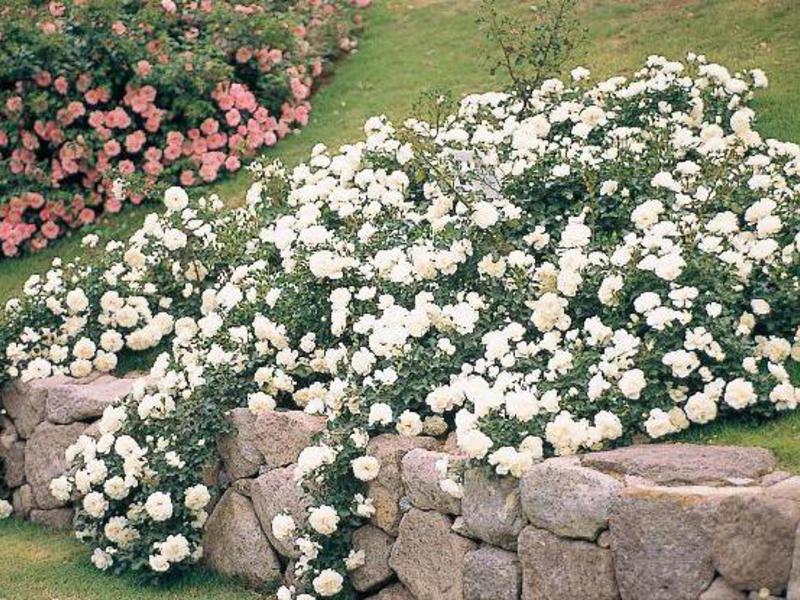 Groundcover roses are used to hide bumps or hatches Climbing large-flowered roses.