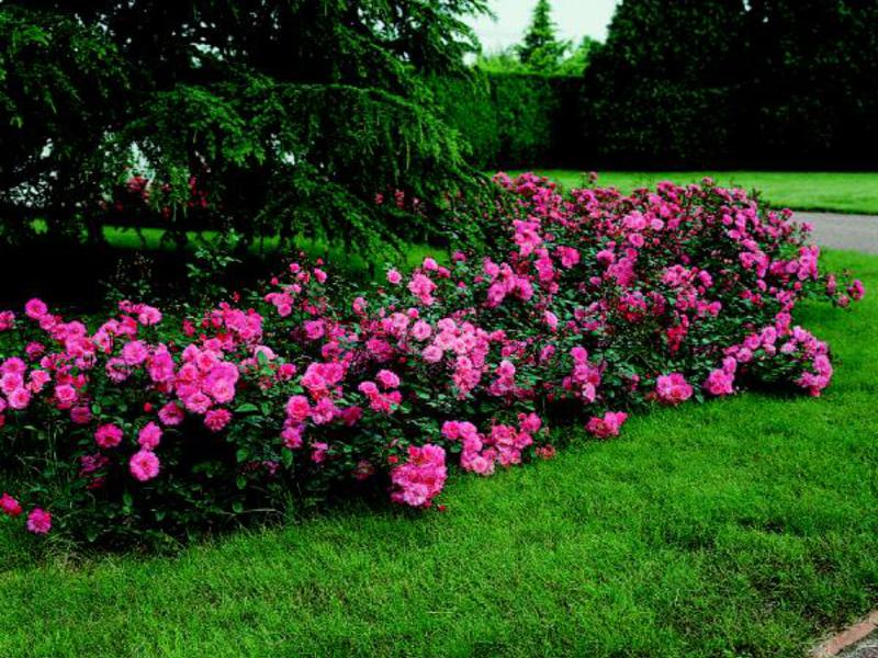 The climbing rose blooms all summer Pink flower bed