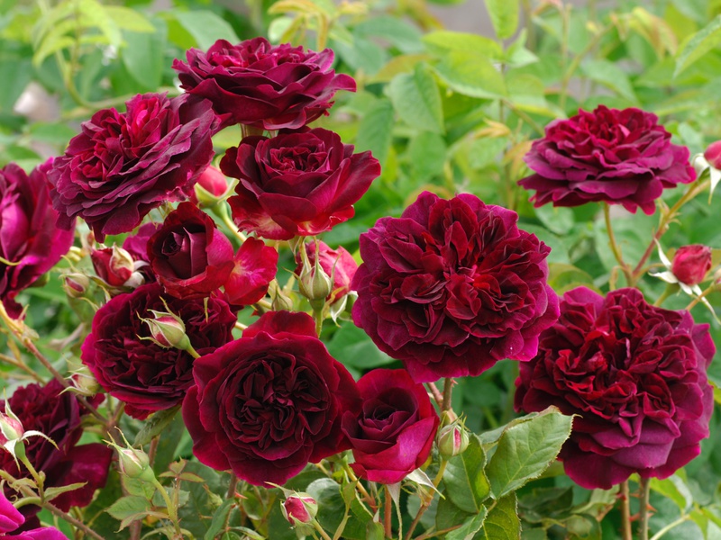 A litter of roses for garden decoration Ground cover roses