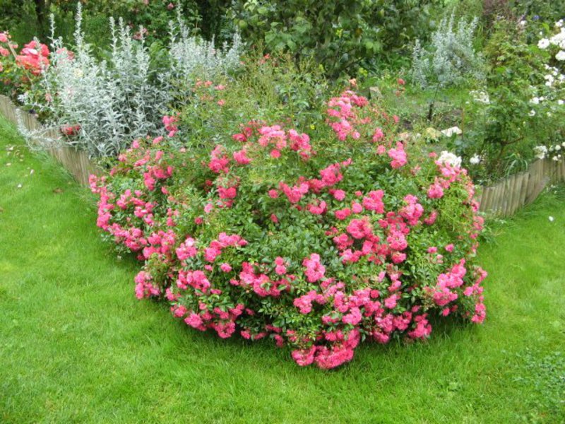 Climbing rose Groundcover rose border