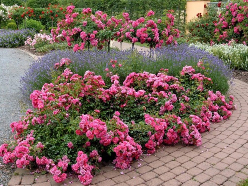 Flower bed decoration with climbing roses The best varieties of ground cover roses