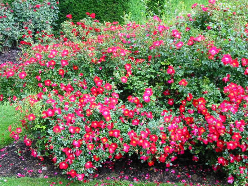 How to choose a variety of roses How to grow a groundcover rose