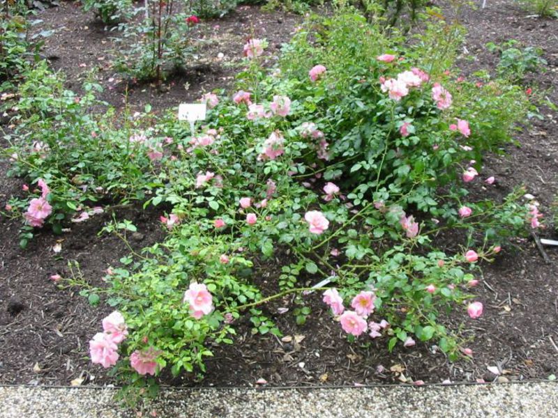 Ground cover roses Ground cover roses look picturesque