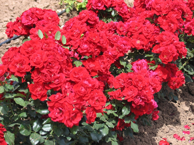 Groundcover roses are used to hide bumps or hatches The best varieties of ground cover roses.