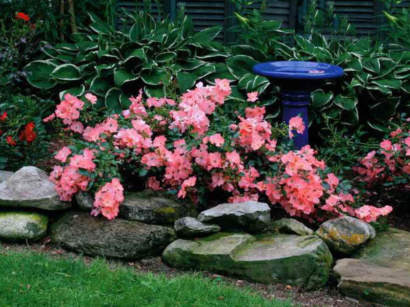 Twisting roses A variety of flowers blooming all summer