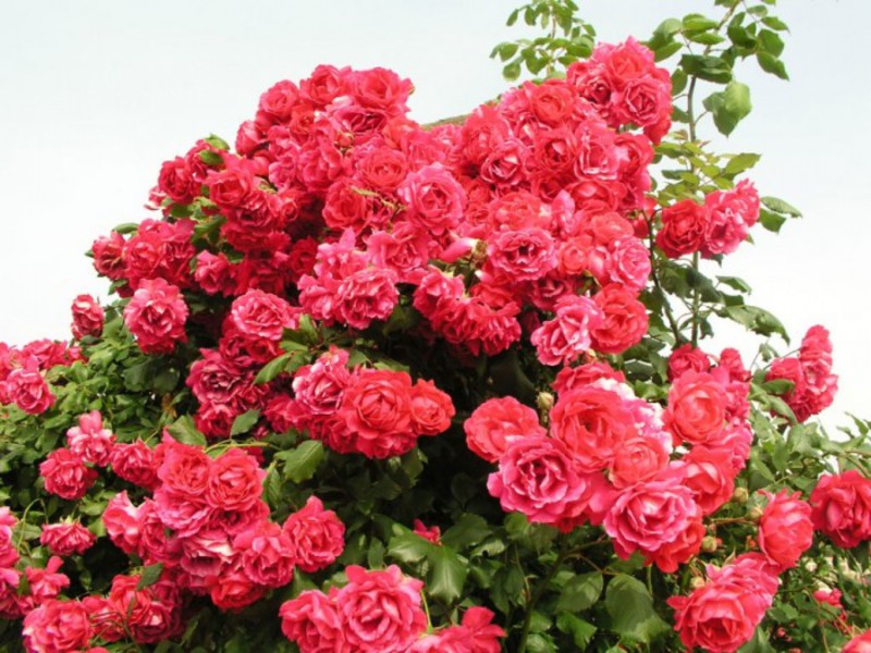 A variety of roses for creating landscape design Features of growing roses
