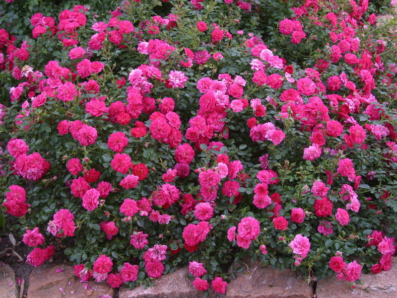 Ground cover rose. Ground cover roses look picturesque
