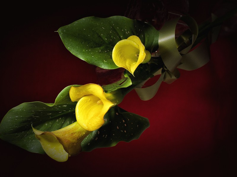 Calla flower meaning How to care for calla lilies