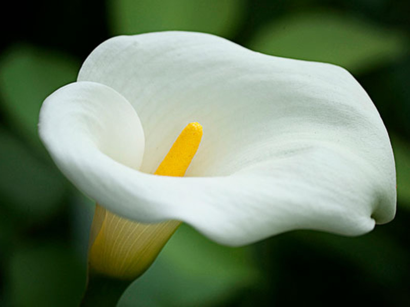 What calla lilies symbolize How to care for calla flowers