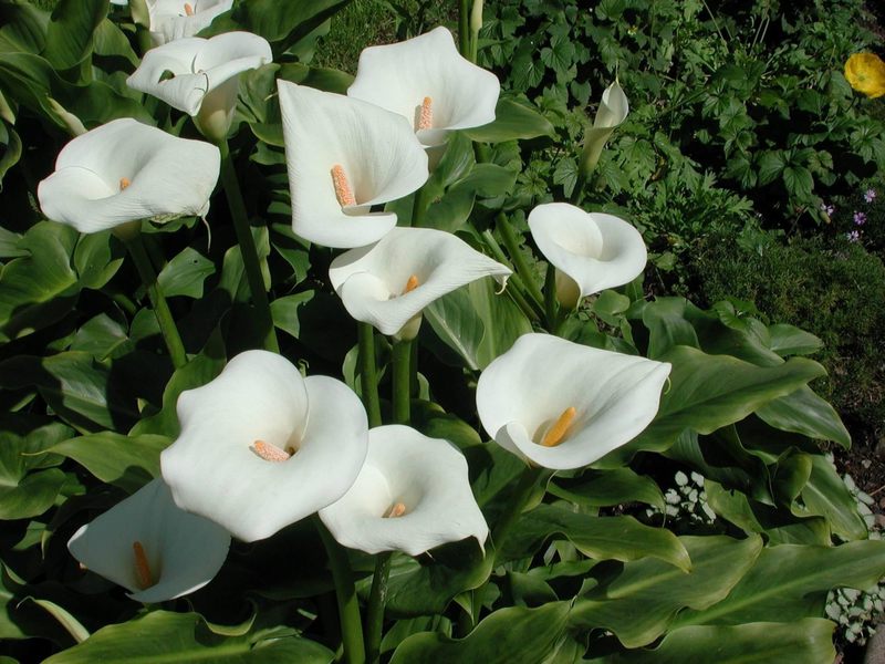 Calla flower blooming White calla