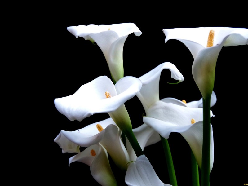 How calla lilies grow How to create conditions for calla lilies