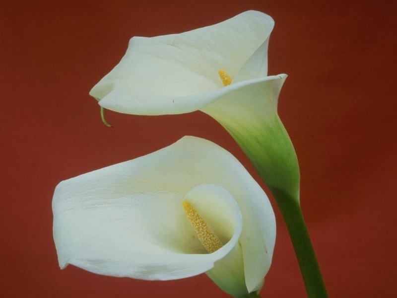 Calla and the second name is calla Calla lilies are always popular