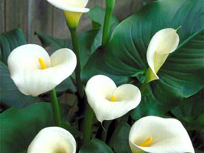 How calla lilies reproduce Graceful calla flower