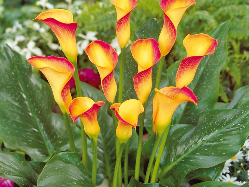 Calla lilies flowering period Blooming calla
