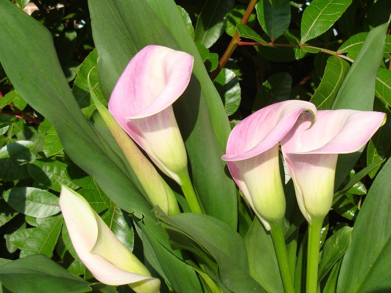 How to care for calla lilies Calla flower varieties