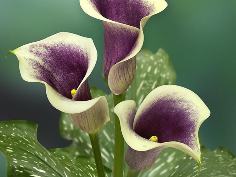 Calla flower of death How to grow a calla flower