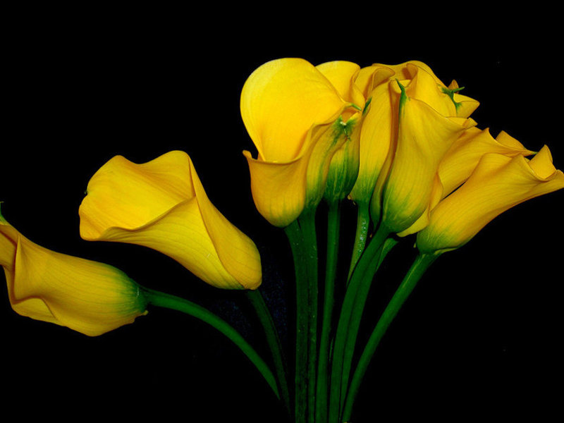 Yellow calla Calla flowers
