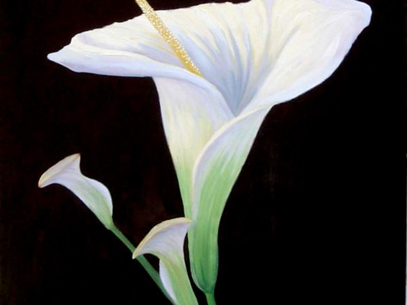Calla lilies cultivation methods Calla in painting