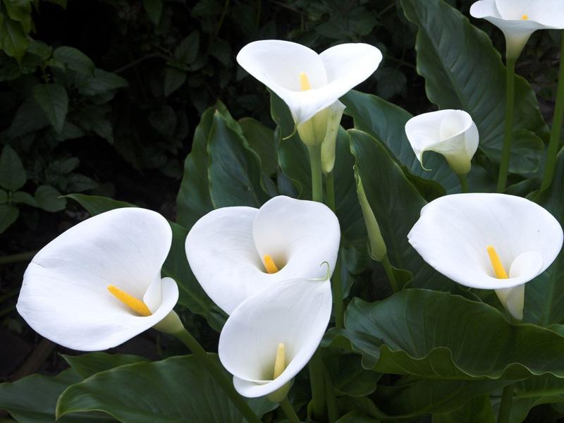 Callas - flowers of grace Calla flower meaning