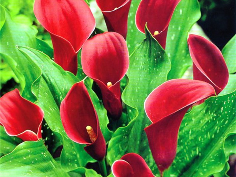 How to grow calla lilies How to care for calla flowers
