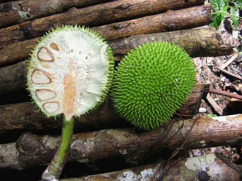 Jackfruit or Indian evergreen, breadfruit Description of the breadfruit