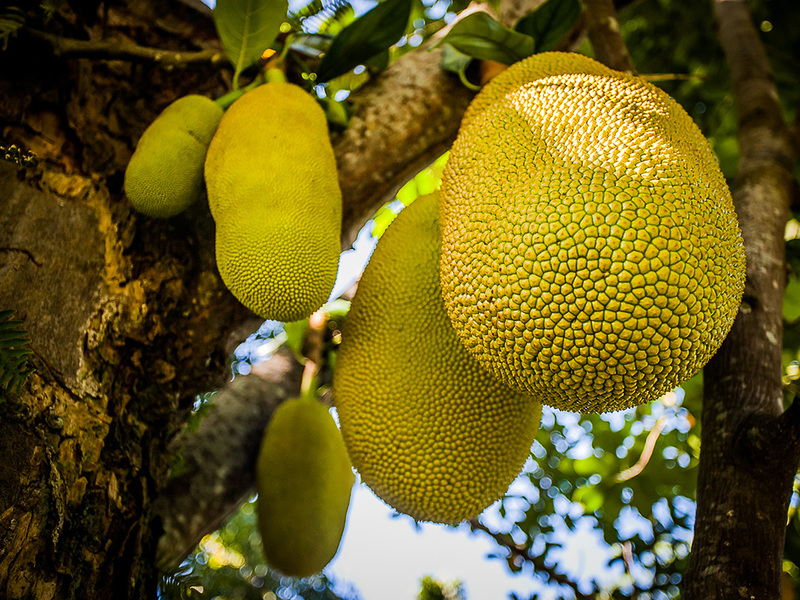 How bread grows on a tree Jack fruit