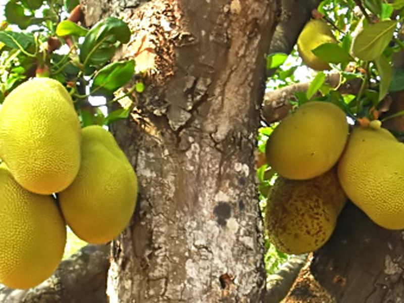 Breadfruit Fruit jack fruit