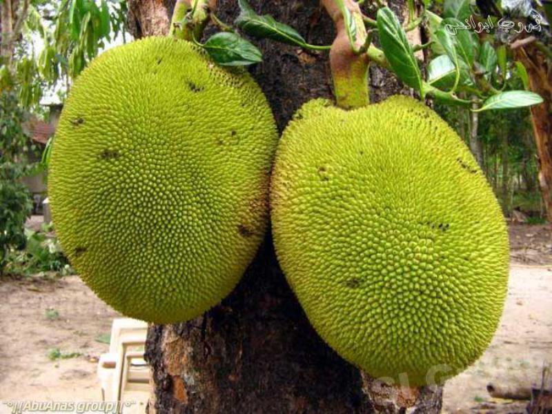 Breadfruit How are breadfruit used