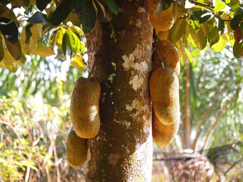 Jackfruit or Indian evergreen, breadfruit Jack fruit