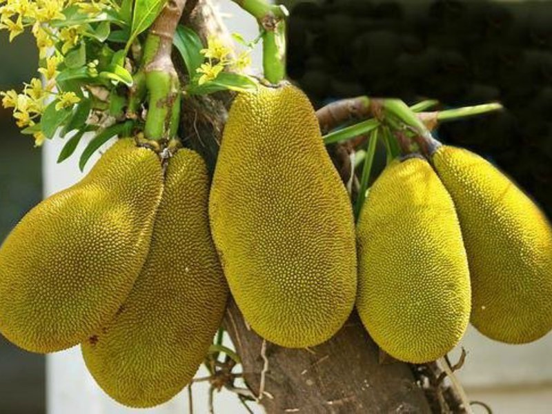 Jack fruit In which region does the breadfruit grow