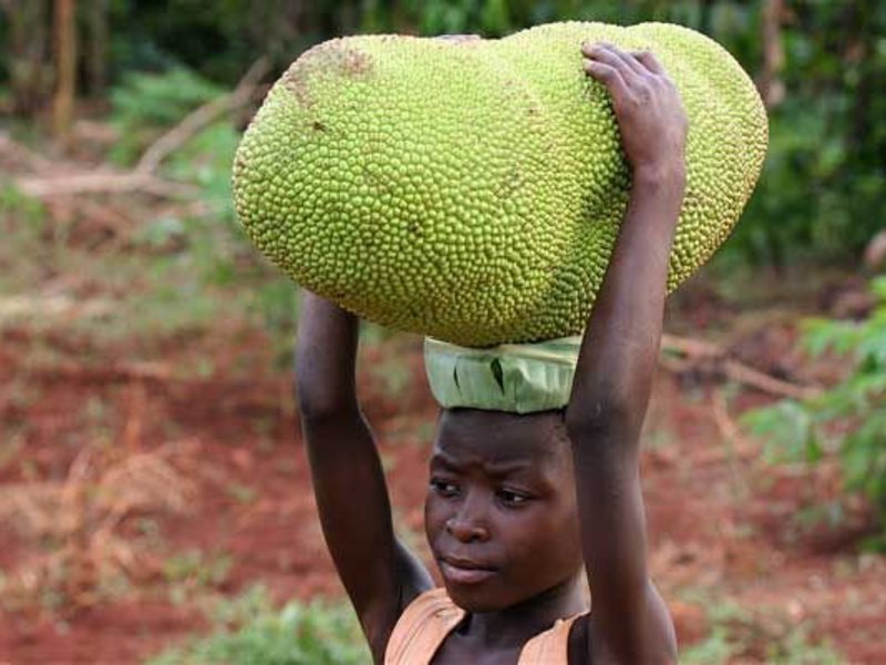 It is the world's largest tree-growing fruit Jackfruit or breadfruit