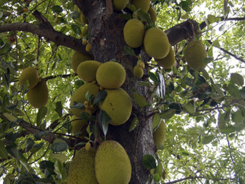 Breadfruit How a breadfruit tree bears fruit
