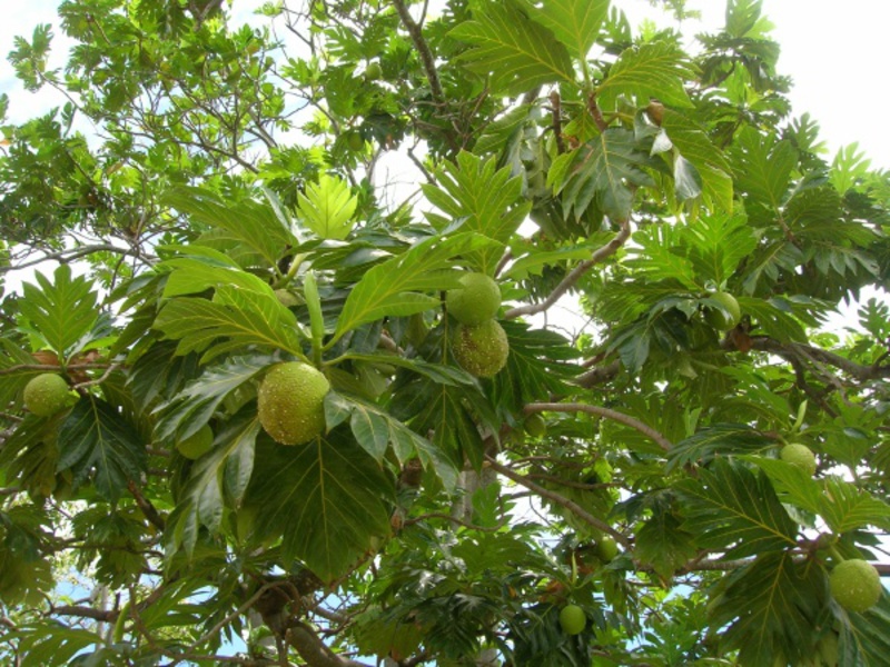 How the breadfruit grows Jack fruit