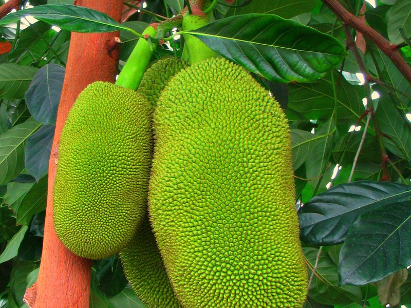 Jack fruit or breadfruit What is breadfruit