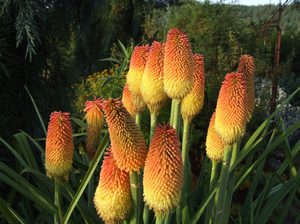 Cultivate cniphophy from seeds and dividing rhizomes