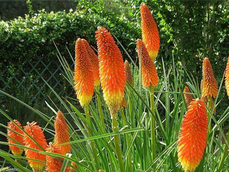 How to properly care for knifofia