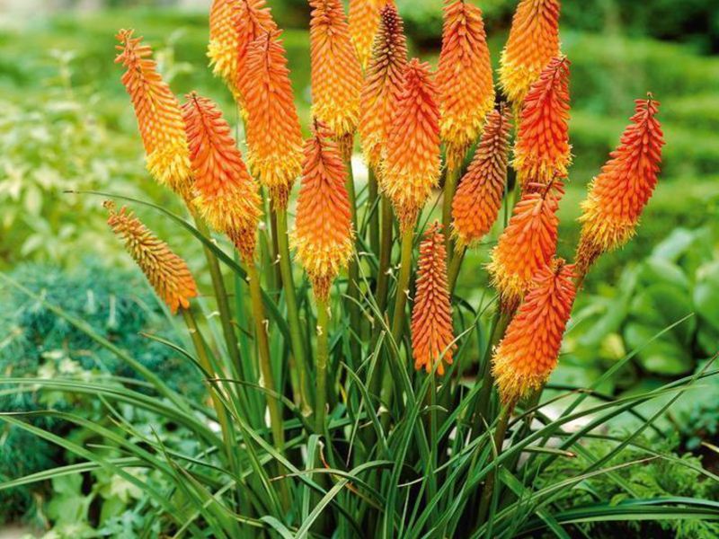 Knifofia cultivation, planting and care