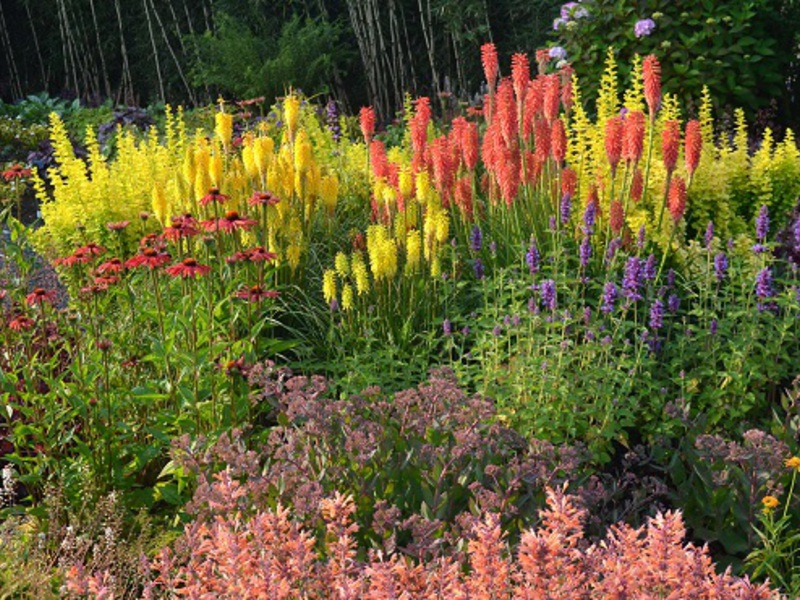 Cultivate cniphophy from seeds and dividing rhizomes