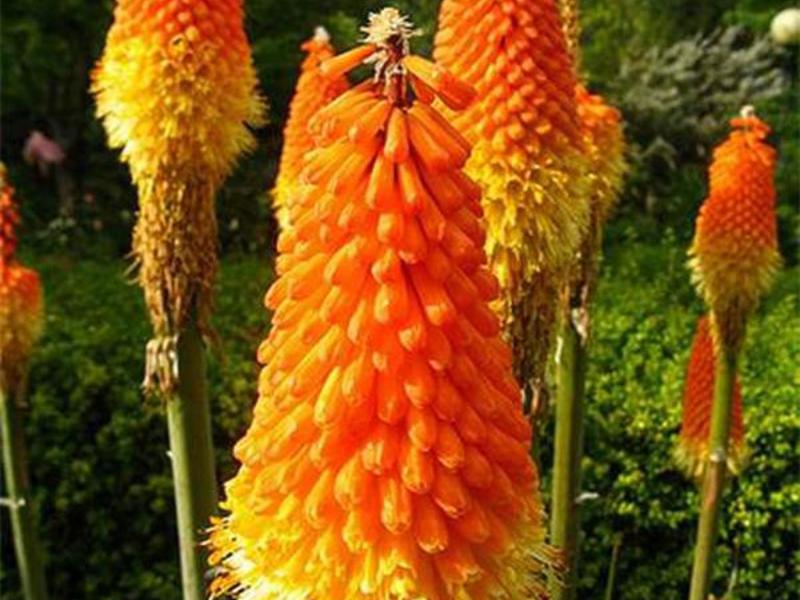 Conditions for the flower knifofia