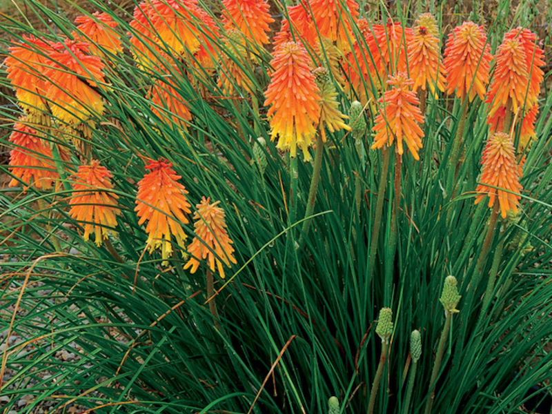 Description of the knifofia flower