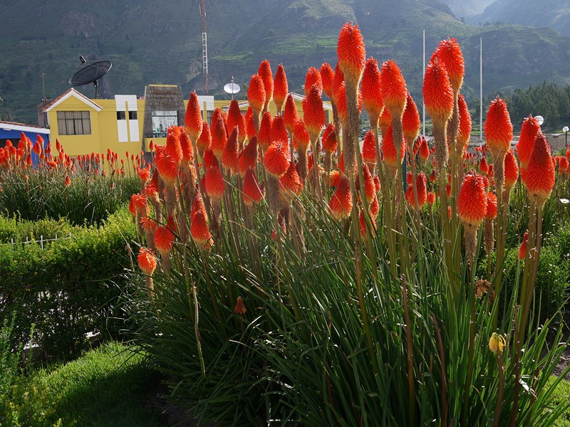 Knifofia cultivation, planting and care