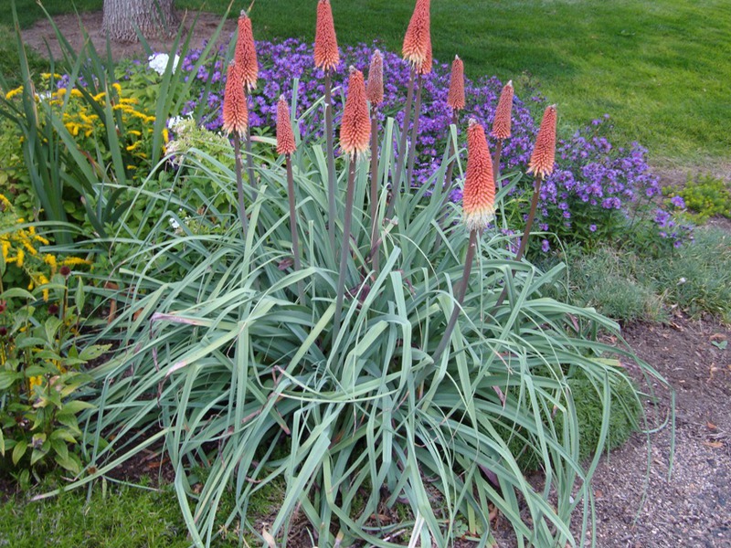 Exotic plant knifofia