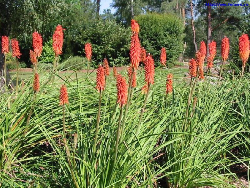 Blossoming bnifophya